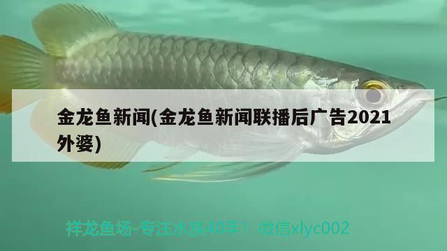 金龍魚(yú)新聞(金龍魚(yú)新聞聯(lián)播后廣告2021外婆)