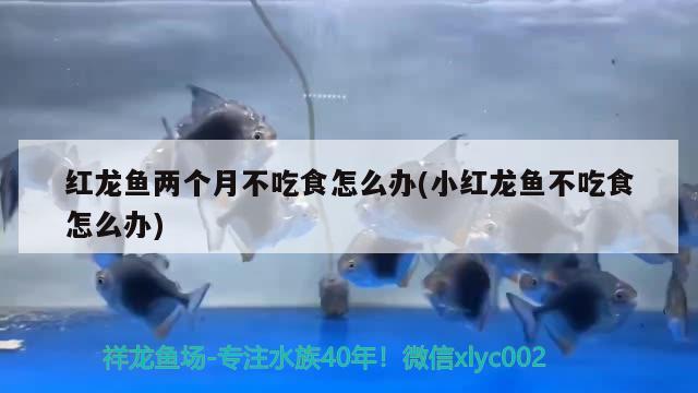 紅龍魚(yú)兩個(gè)月不吃食怎么辦(小紅龍魚(yú)不吃食怎么辦) 黑白雙星魚(yú)