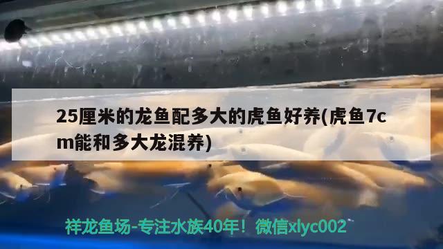 25厘米的龍魚(yú)配多大的虎魚(yú)好養(yǎng)(虎魚(yú)7cm能和多大龍混養(yǎng)) 虎魚(yú)百科