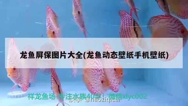 龍魚屏保圖片大全(龍魚動態(tài)壁紙手機壁紙)