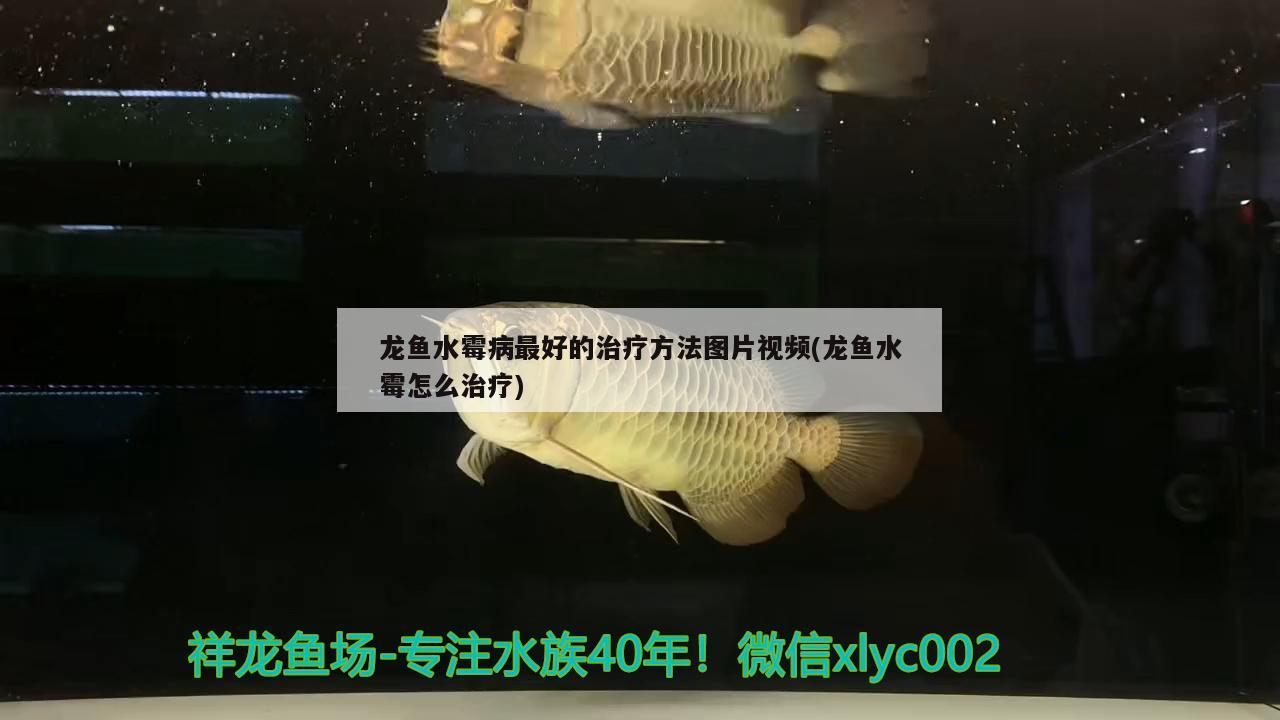 龍魚交配全過程把聲音調(diào)到最大聽龍鳴 紅尾平克魚 第3張