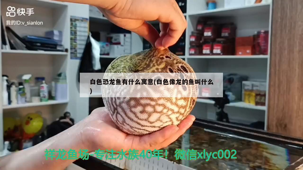 白色恐龍魚有什么寓意(白色像龍的魚叫什么)