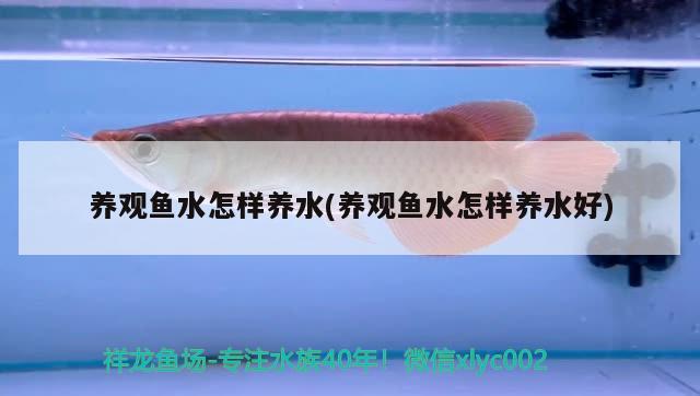 養(yǎng)觀魚水怎樣養(yǎng)水(養(yǎng)觀魚水怎樣養(yǎng)水好)