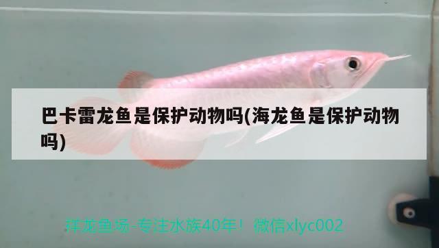 巴卡雷龍魚(yú)是保護(hù)動(dòng)物嗎(海龍魚(yú)是保護(hù)動(dòng)物嗎) 巴卡雷龍魚(yú)