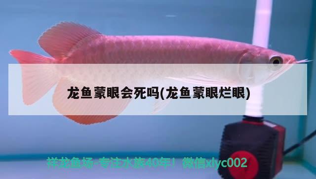 龍魚蒙眼會死嗎(龍魚蒙眼爛眼)