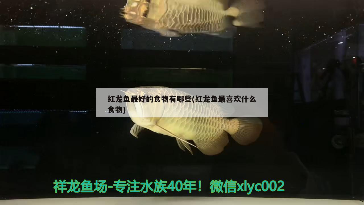 紅龍魚最好的食物有哪些(紅龍魚最喜歡什么食物)