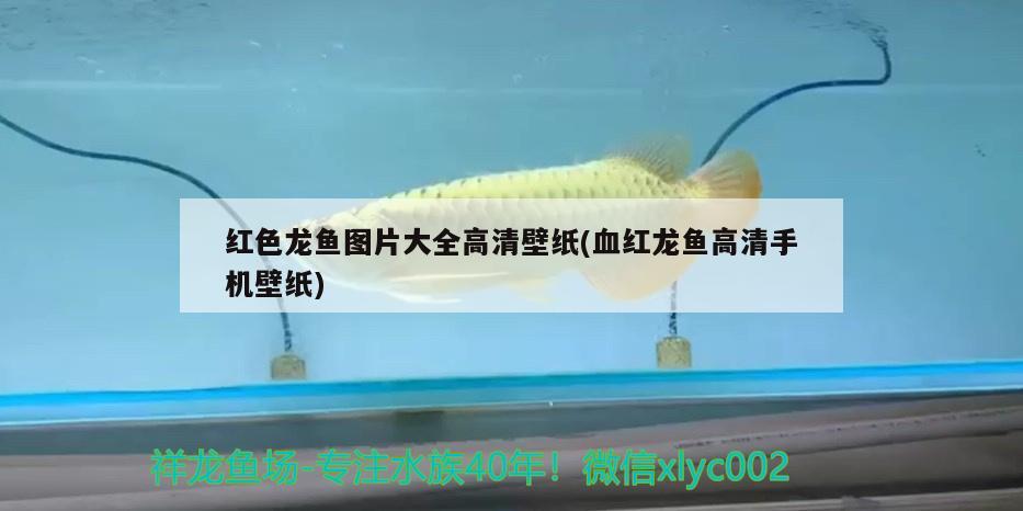 紅色龍魚(yú)圖片大全高清壁紙(血紅龍魚(yú)高清手機(jī)壁紙)