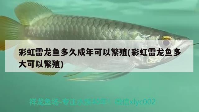 彩虹雷龍魚多久成年可以繁殖(彩虹雷龍魚多大可以繁殖) 杰西卡恐龍魚