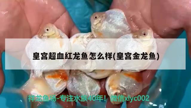 皇宮超血紅龍魚怎么樣(皇宮金龍魚)