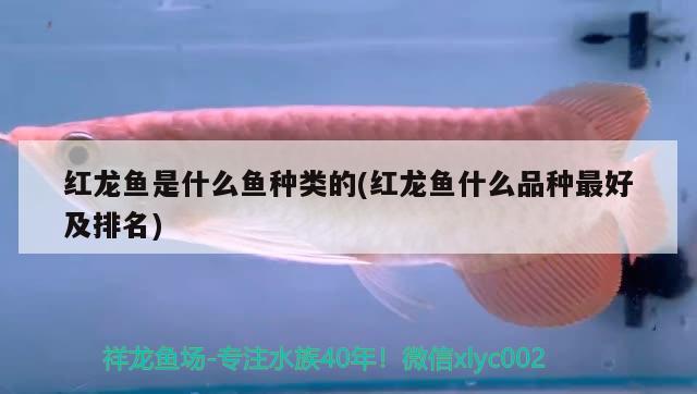 紅龍魚是什么魚種類的(紅龍魚什么品種最好及排名) 噴點菠蘿魚