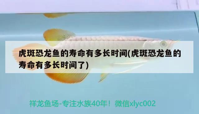 虎斑恐龍魚的壽命有多長時(shí)間(虎斑恐龍魚的壽命有多長時(shí)間了) 虎斑恐龍魚