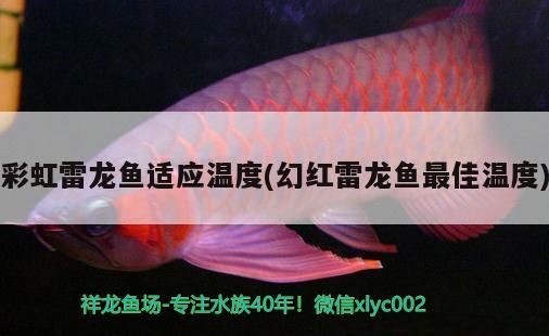 彩虹雷龍魚適應溫度(幻紅雷龍魚最佳溫度) 紅頭利魚