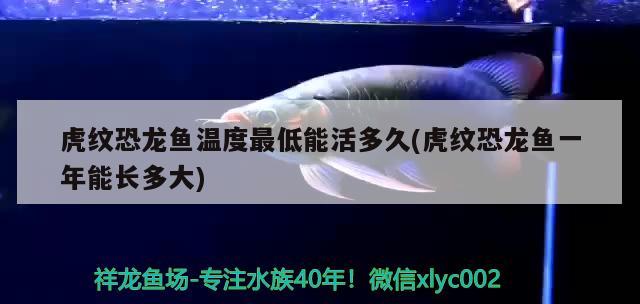 大慶觀賞魚價(jià)格多少錢一只（大慶市觀賞魚市場）