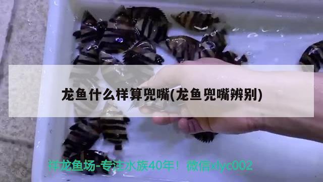 龍魚什么樣算兜嘴(龍魚兜嘴辨別) 非洲象鼻魚