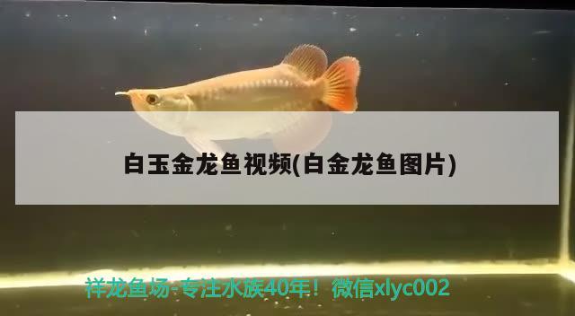 白玉金龍魚(yú)視頻(白金龍魚(yú)圖片) 麥肯斯銀版魚(yú)