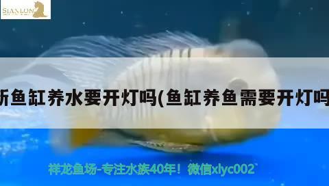 新魚缸養(yǎng)水要開燈嗎(魚缸養(yǎng)魚需要開燈嗎)