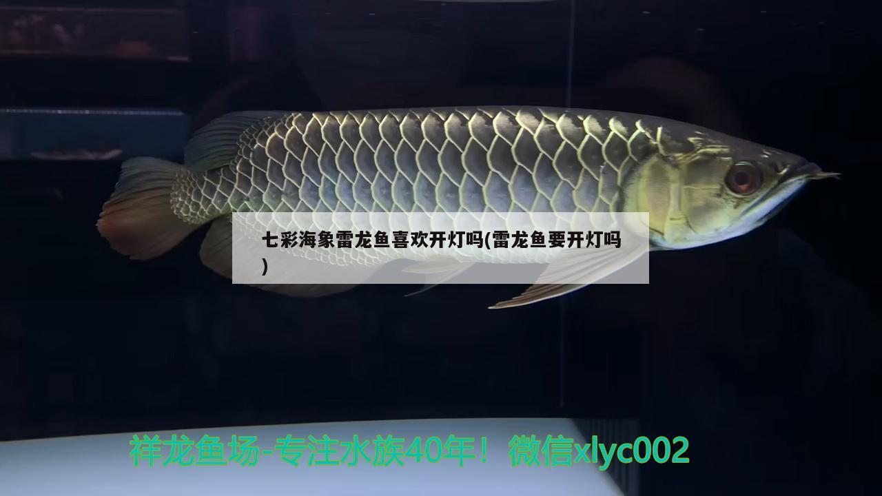 七彩海象雷龍魚喜歡開燈嗎(雷龍魚要開燈嗎)