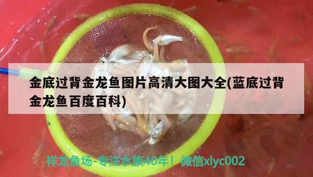 金底過背金龍魚圖片高清大圖大全(藍底過背金龍魚百度百科) 金龍魚百科