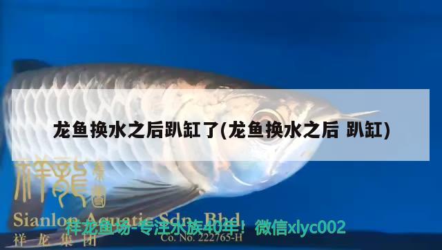 福州觀賞魚市場的斗魚品種豐富多樣（福州觀賞魚市場斗魚價格查詢）