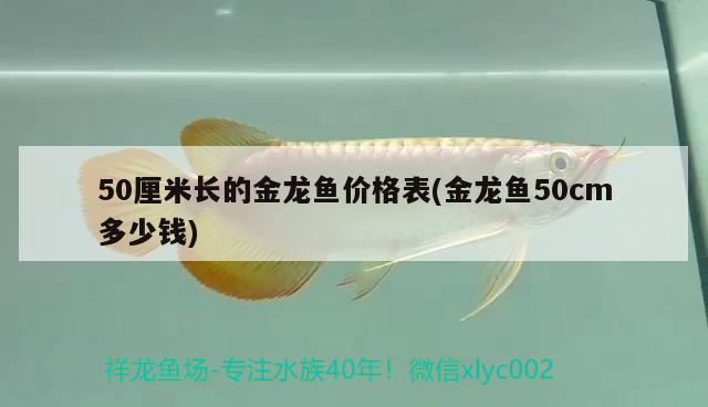 50厘米長的金龍魚價格表(金龍魚50cm多少錢) 虎魚魚苗