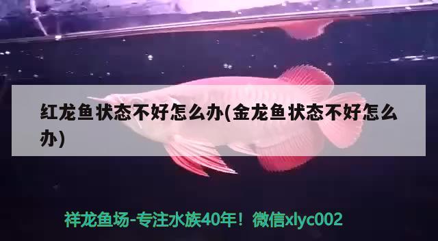 紅龍魚狀態(tài)不好怎么辦(金龍魚狀態(tài)不好怎么辦) 南美異型魚