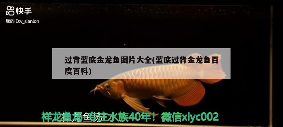 過背藍底金龍魚圖片大全(藍底過背金龍魚百度百科) 金龍魚百科