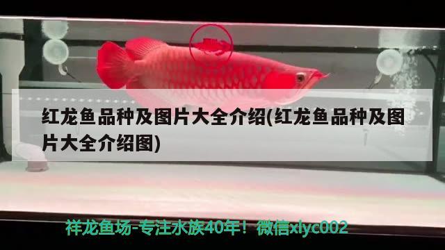 遵義綏陽縣萬嘉水族魚缸經(jīng)營部 全國水族館企業(yè)名錄 第5張