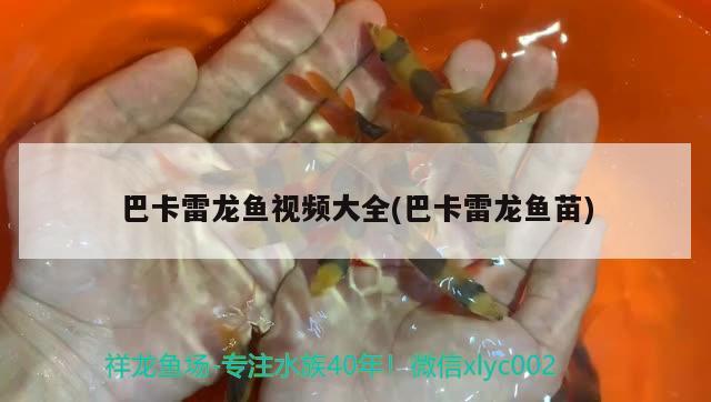 巴卡雷龍魚視頻大全(巴卡雷龍魚苗) 巴卡雷龍魚