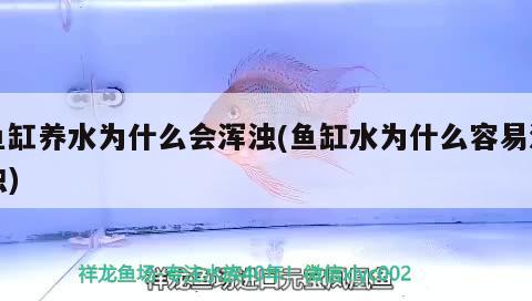 金龍魚新浪(金龍魚最新資訊)