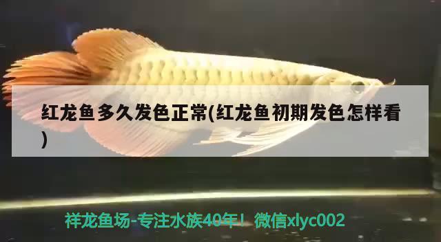 紅龍魚多久發(fā)色正常(紅龍魚初期發(fā)色怎樣看) 觀賞魚魚苗