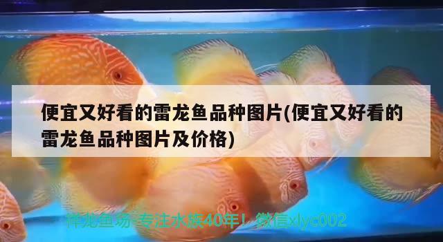 便宜又好看的雷龍魚品種圖片(便宜又好看的雷龍魚品種圖片及價格) 福滿鉆魚