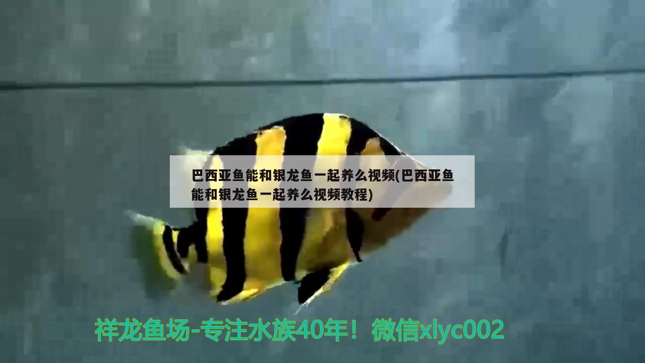 巴西亞魚能和銀龍魚一起養(yǎng)么視頻(巴西亞魚能和銀龍魚一起養(yǎng)么視頻教程)