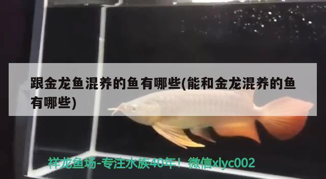 跟金龍魚混養(yǎng)的魚有哪些(能和金龍混養(yǎng)的魚有哪些)