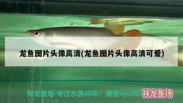 非洲鳳凰兇嗎，非洲鳳凰母魚行為特點