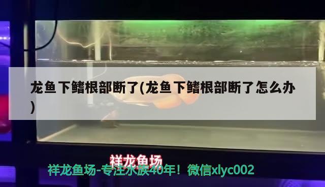 龍魚下鰭根部斷了(龍魚下鰭根部斷了怎么辦) 黃金鴨嘴魚