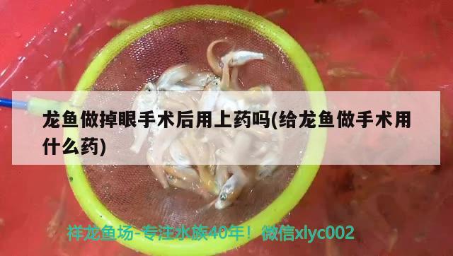 龍魚做掉眼手術(shù)后用上藥嗎(給龍魚做手術(shù)用什么藥)