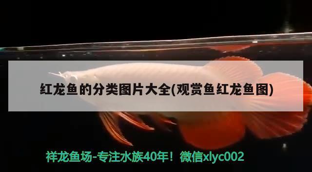 短身自然光拍攝嘴巴完美咬合大七鰭印尼漁場實(shí)物拍攝包郵包損到家 帝王迷宮魚 第2張