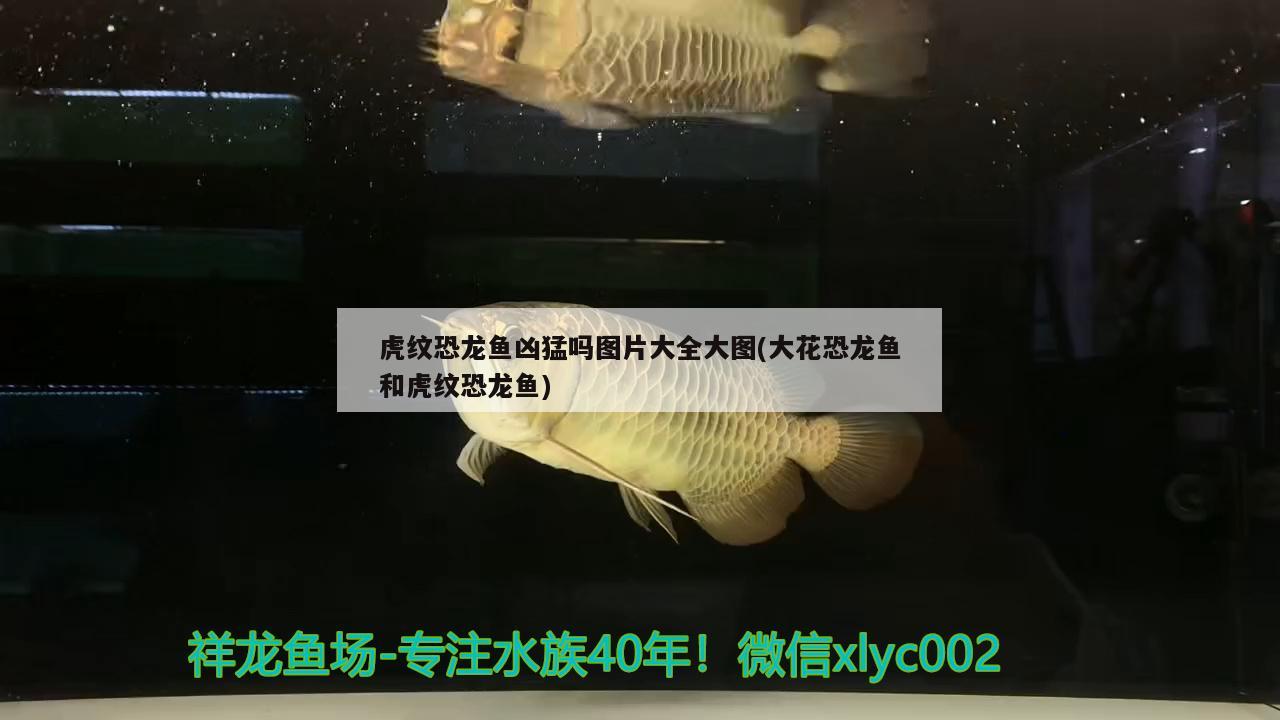 虎紋恐龍魚兇猛嗎圖片大全大圖(大花恐龍魚和虎紋恐龍魚)