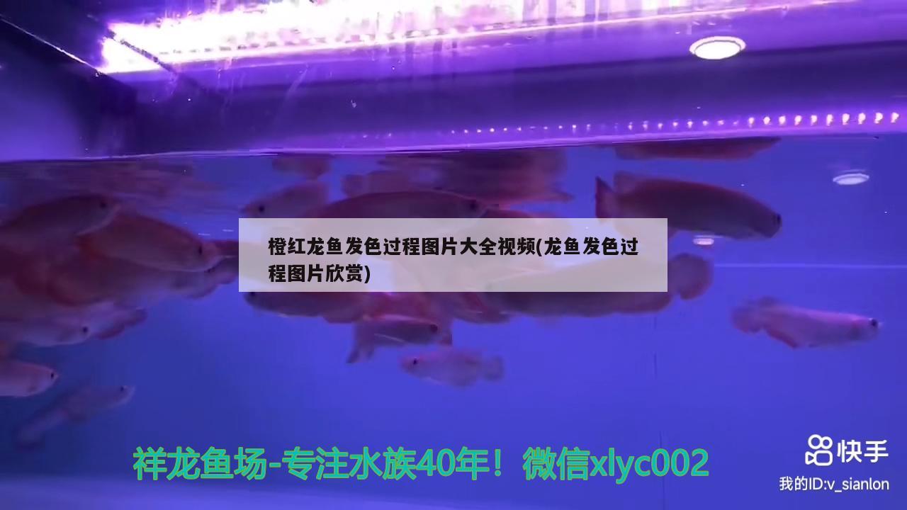 橙紅龍魚發(fā)色過程圖片大全視頻(龍魚發(fā)色過程圖片欣賞) 印尼四紋虎