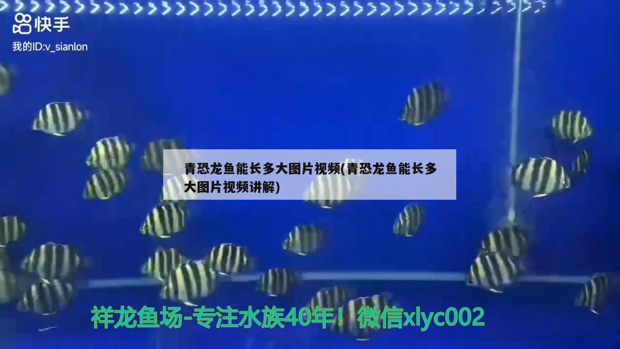 青恐龍魚能長多大圖片視頻(青恐龍魚能長多大圖片視頻講解)