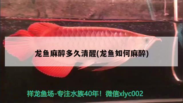 龍魚(yú)麻醉多久清醒(龍魚(yú)如何麻醉)