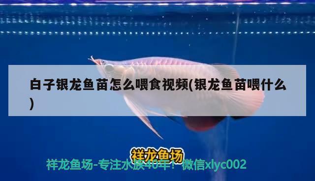 白子銀龍魚苗怎么喂食視頻(銀龍魚苗喂什么)