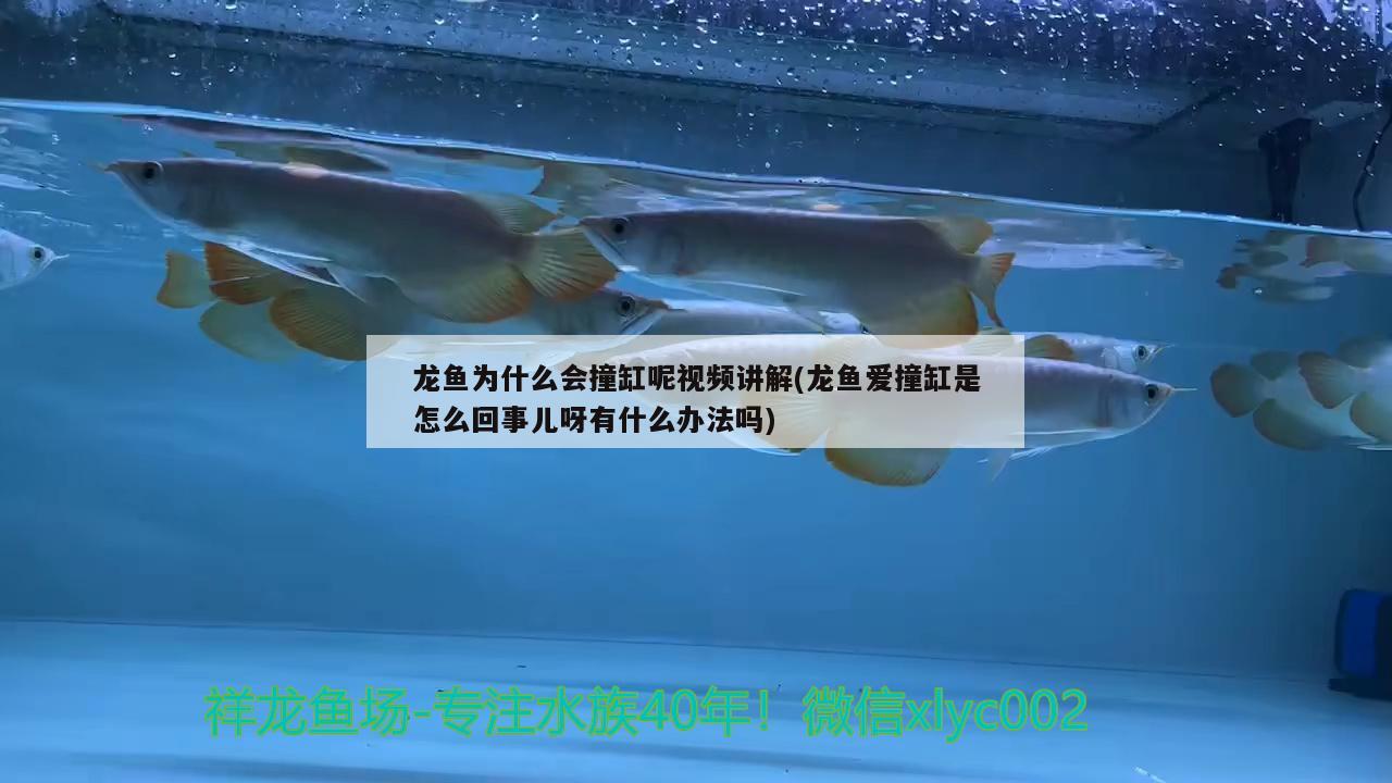 龍魚為什么會(huì)撞缸呢視頻講解(龍魚愛撞缸是怎么回事兒呀有什么辦法嗎) 觀賞龜/鱉飼料