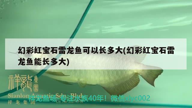 幻彩紅寶石雷龍魚可以長多大(幻彩紅寶石雷龍魚能長多大) 觀賞魚百科