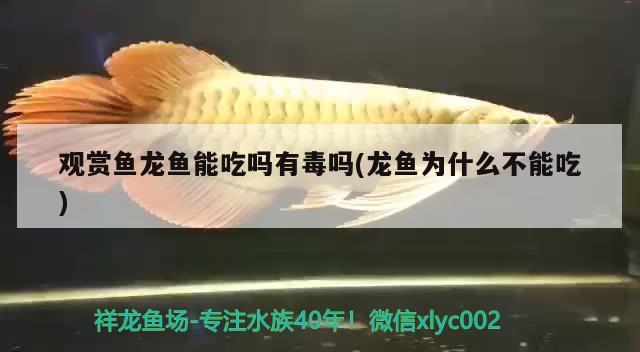 觀賞魚龍魚能吃嗎有毒嗎(龍魚為什么不能吃) 魚糧魚藥