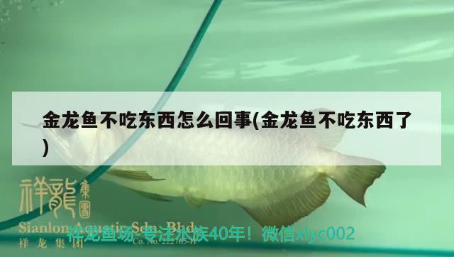 金龍魚(yú)不吃東西怎么回事(金龍魚(yú)不吃東西了) 三間鼠魚(yú)苗