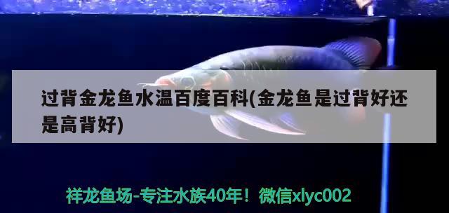 過背金龍魚水溫百度百科(金龍魚是過背好還是高背好)