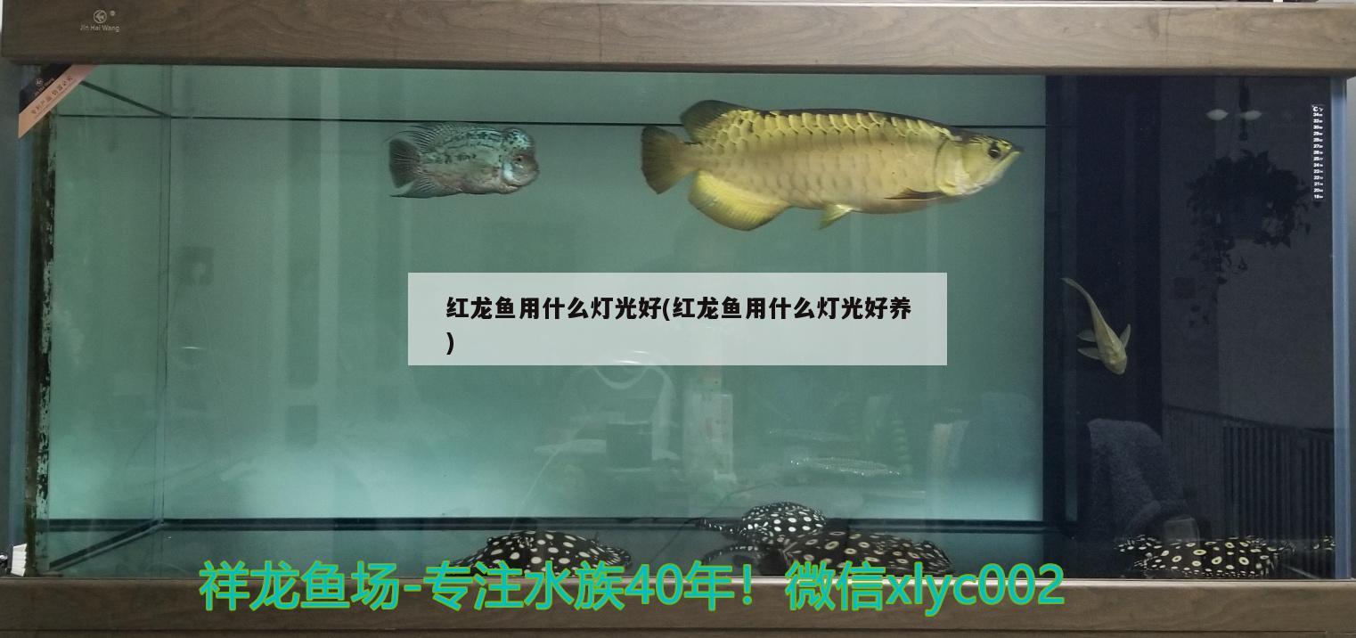 紅龍魚(yú)用什么燈光好(紅龍魚(yú)用什么燈光好養(yǎng))