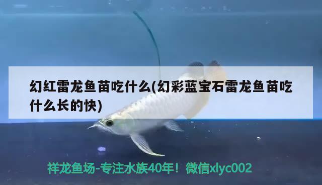 銀龍翻腮了怎么回事 一眉道人魚苗 第2張