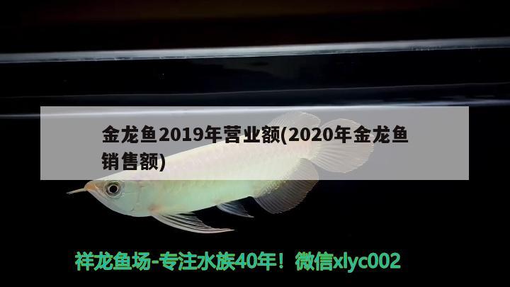 金龍魚2019年營業(yè)額(2020年金龍魚銷售額) ?；?異型虎魚/純色虎魚